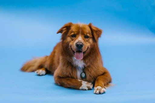 Getting a Dog? Make Sure You’re Prepared